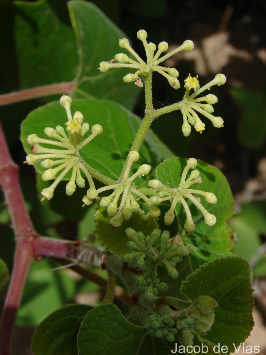 Cissus vitiginea L.
